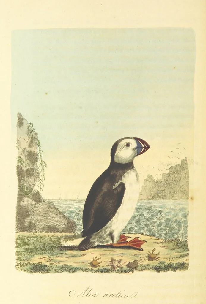 An illustration from British Ornithology; being the history, with a coloured representation of every known species of British birds, 1811, leaf 208