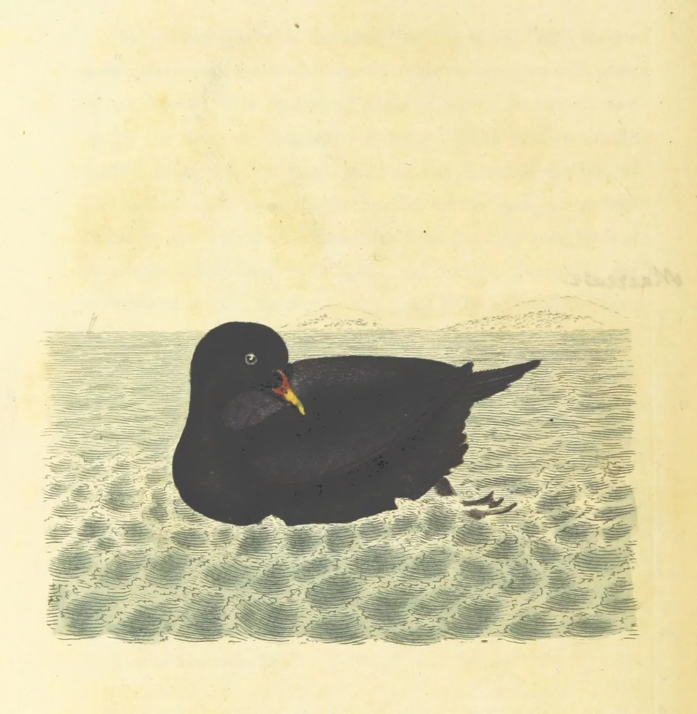 An illustration from British Ornithology; being the history, with a coloured representation of every known species of British birds, 1811, leaf 218