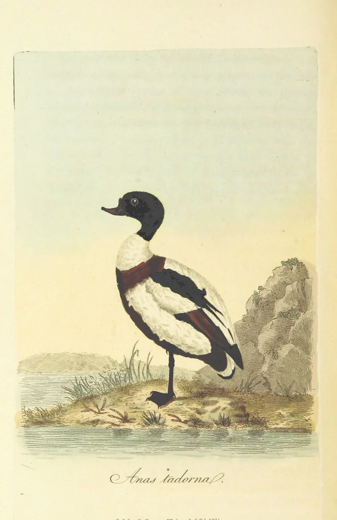An illustration from British Ornithology; being the history, with a coloured representation of every known species of British birds, 1811, leaf 228