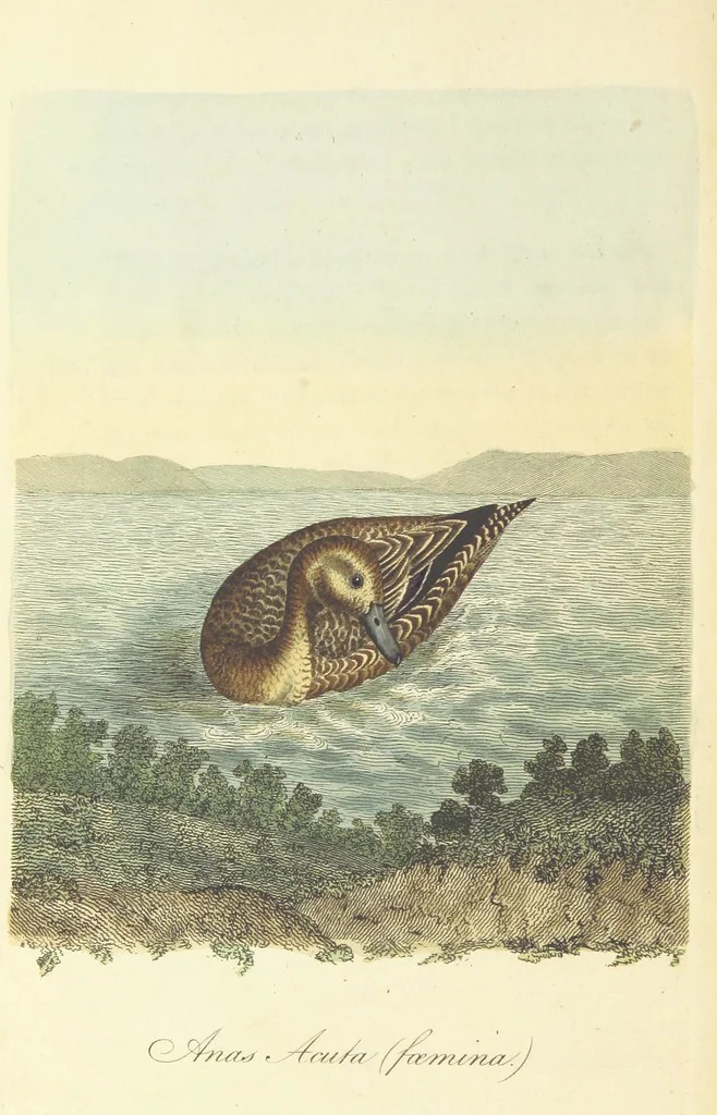 An illustration from British Ornithology; being the history, with a coloured representation of every known species of British birds, 1811, leaf 236