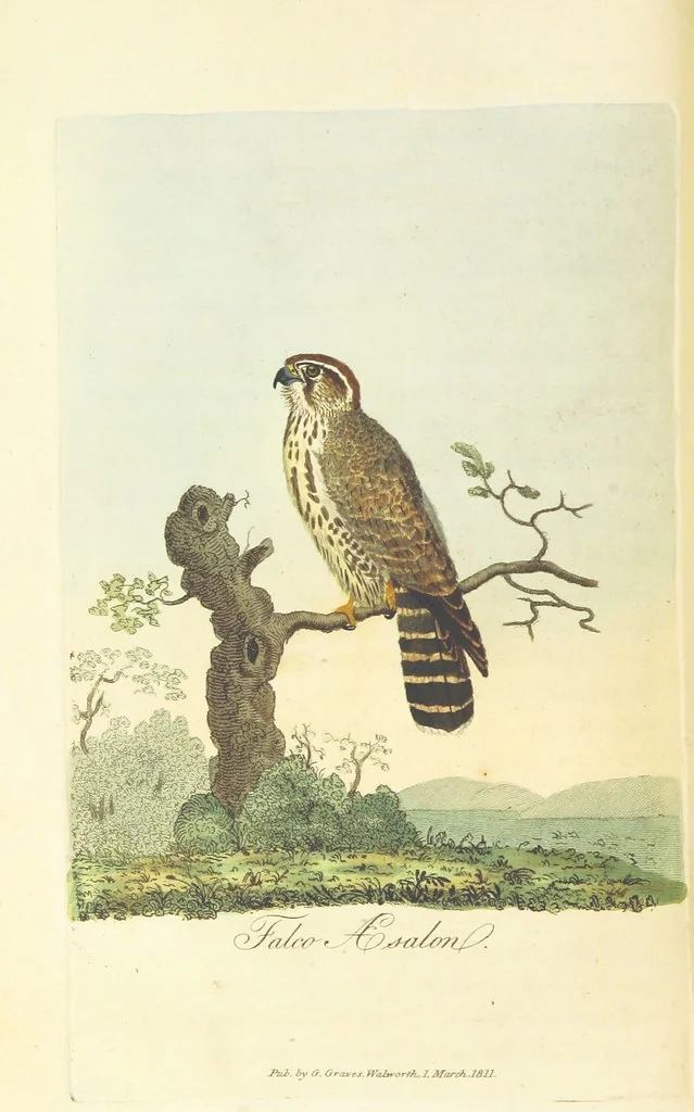 An illustration from British Ornithology; being the history, with a coloured representation of every known species of British birds, 1811, leaf 28