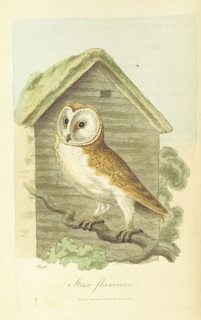 An illustration from British Ornithology; being the history, with a coloured representation of every known species of British birds, 1811, leaf 32