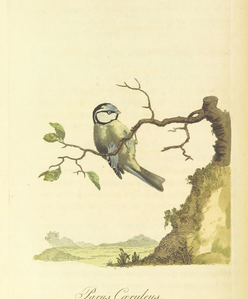 An illustration from British Ornithology; being the history, with a coloured representation of every known species of British birds, 1811, leaf 42