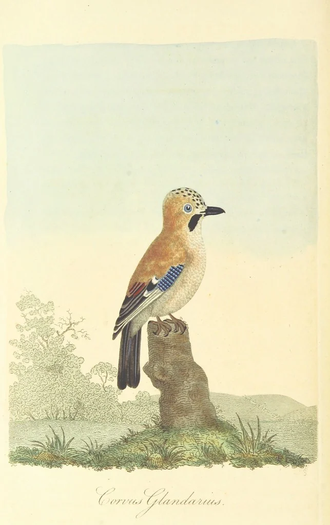 An illustration from British Ornithology; being the history, with a coloured representation of every known species of British birds, 1811, leaf 50