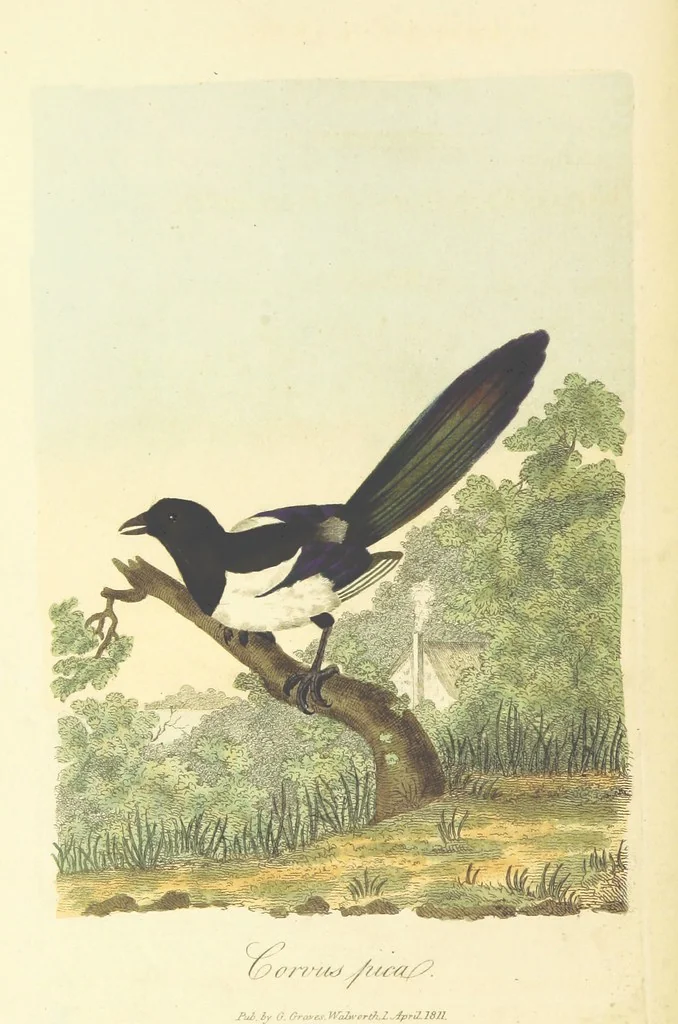 An illustration from British Ornithology; being the history, with a coloured representation of every known species of British birds, 1811, leaf 56
