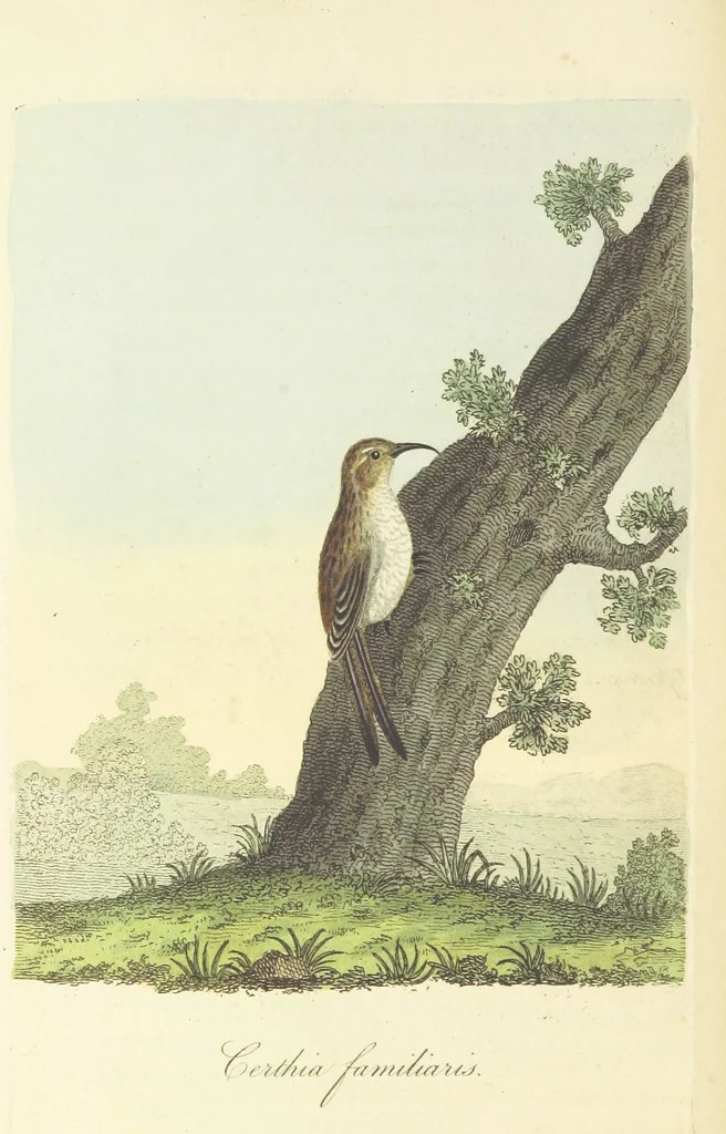 An illustration from British Ornithology; being the history, with a coloured representation of every known species of British birds, 1811, leaf 66