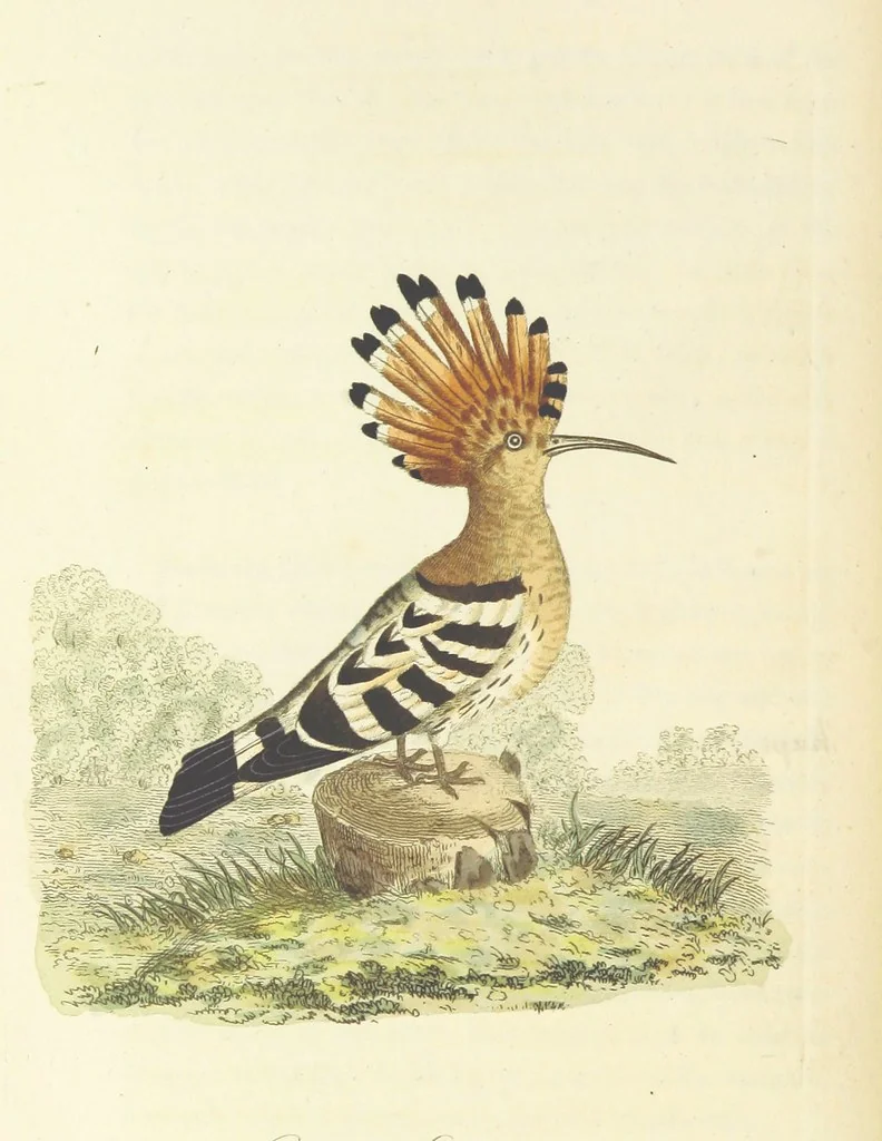 An illustration from British Ornithology; being the history, with a coloured representation of every known species of British birds, 1811, leaf 70