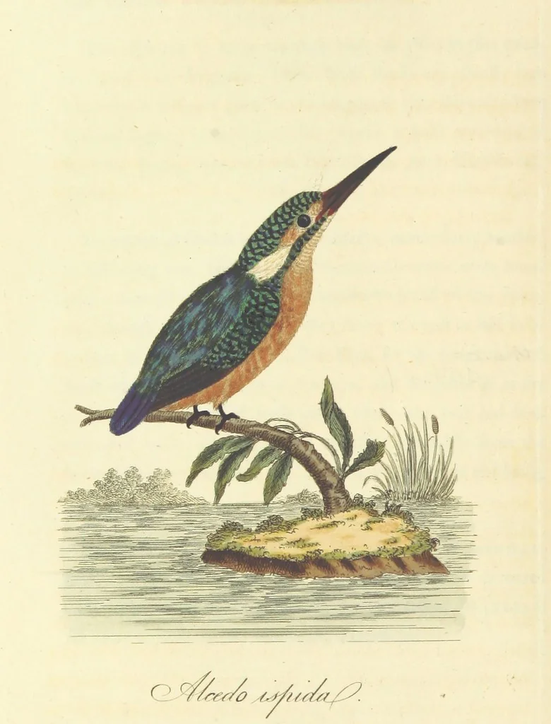 An illustration from British Ornithology; being the history, with a coloured representation of every known species of British birds, 1811, leaf 74