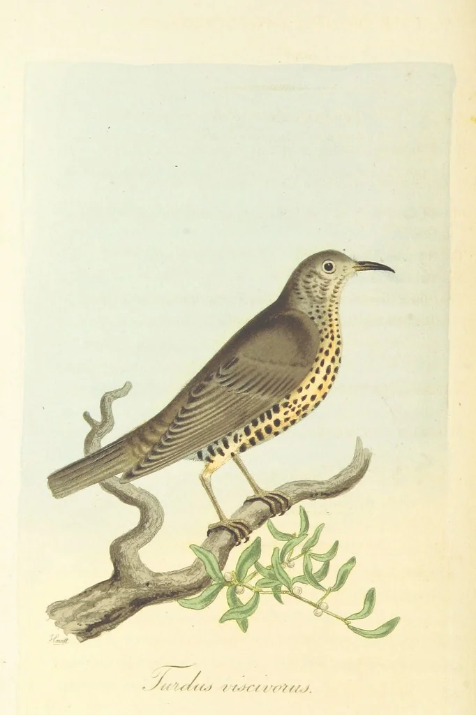 An illustration from British Ornithology; being the history, with a coloured representation of every known species of British birds, 1811, leaf 78