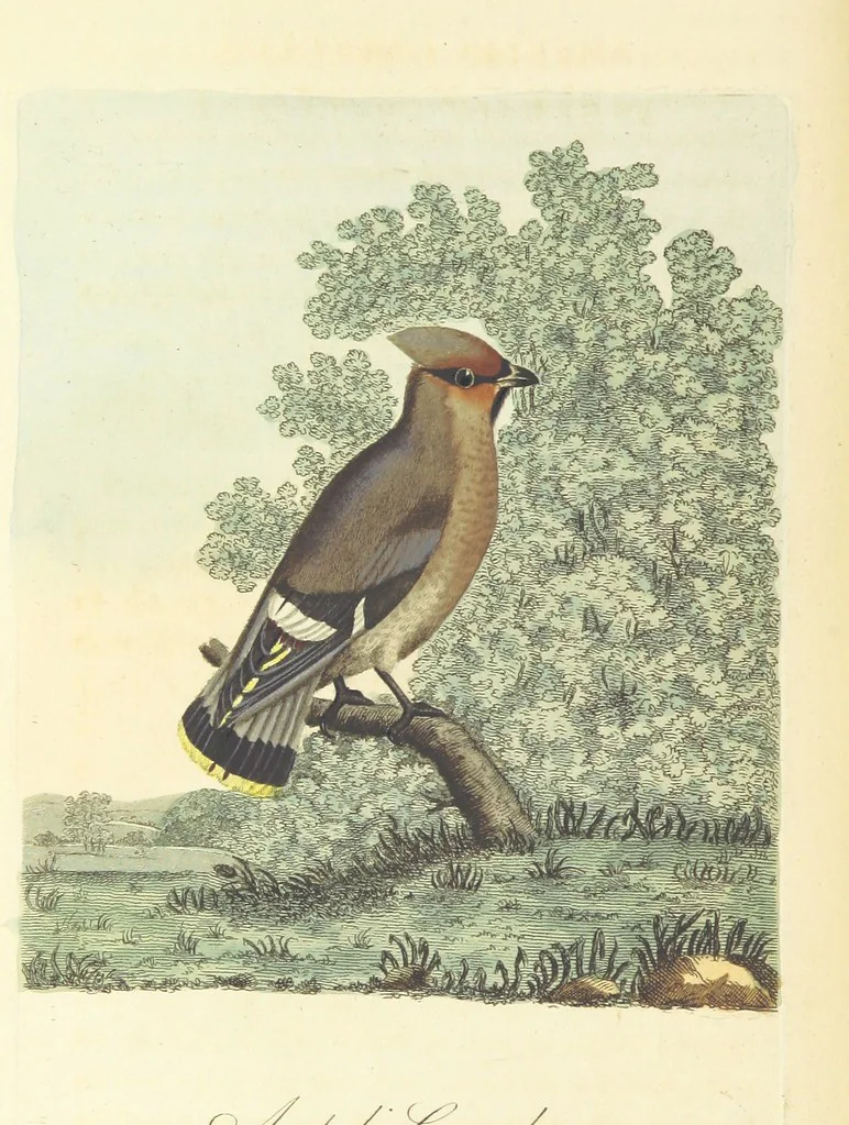 An illustration from British Ornithology; being the history, with a coloured representation of every known species of British birds, 1811, leaf 84