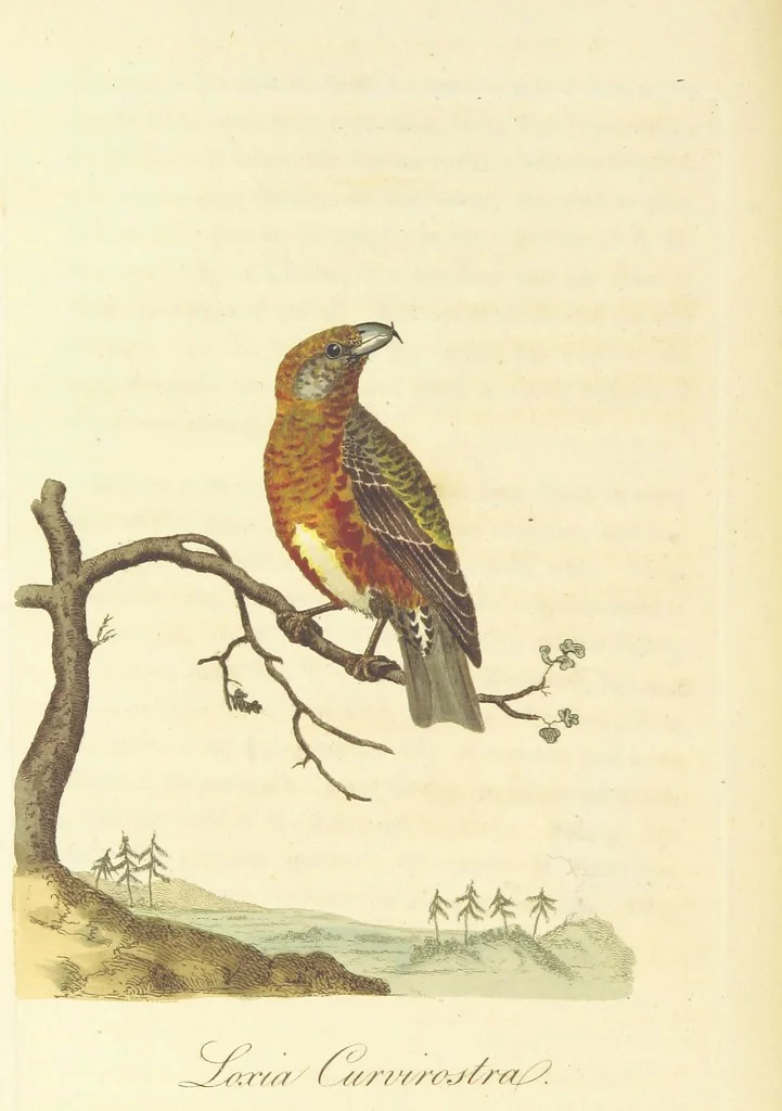 An illustration from British Ornithology; being the history, with a coloured representation of every known species of British birds, 1811, leaf 88