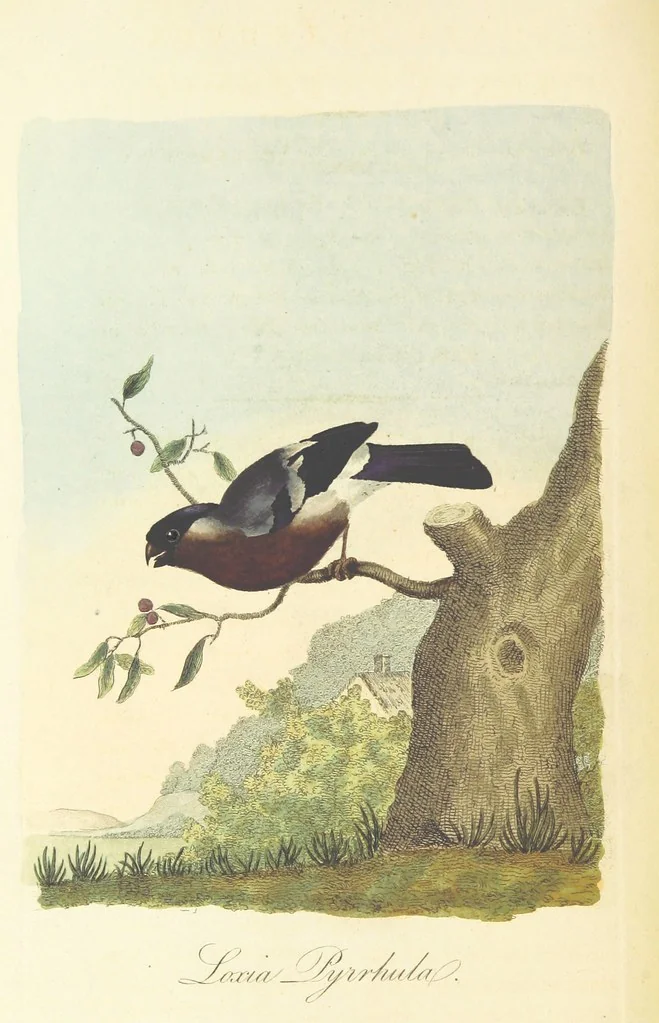An illustration from British Ornithology; being the history, with a coloured representation of every known species of British birds, 1811, leaf 92