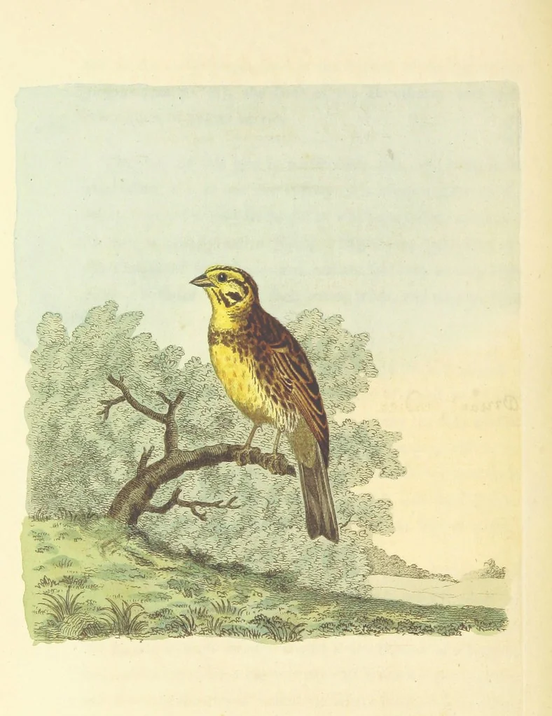 An illustration from British Ornithology; being the history, with a coloured representation of every known species of British birds, 1811, leaf 96