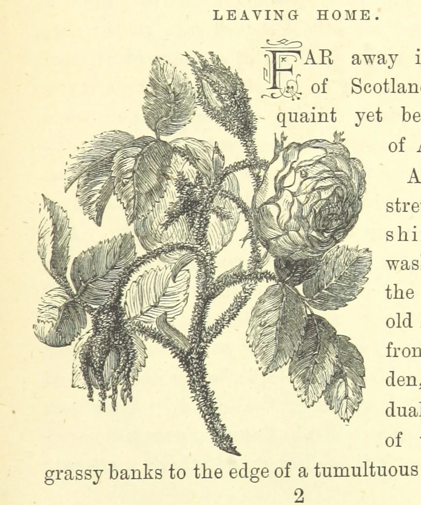 An illustration from Ailie Stuart: a story of school life. [With illustrations, 1873, leaf 15