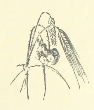 An illustration from A soldier born, or the adventures of a Subaltern of the 95th in the Crimea and Indian Mutiny. [A tale] ... Illustrated by W. Pearce, 1886, leaf 195
