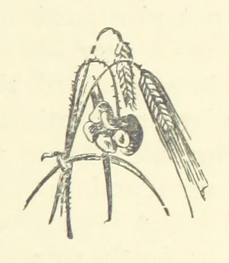An illustration from A soldier born, or the adventures of a Subaltern of the 95th in the Crimea and Indian Mutiny. [A tale] ... Illustrated by W. Pearce, 1886, leaf 51