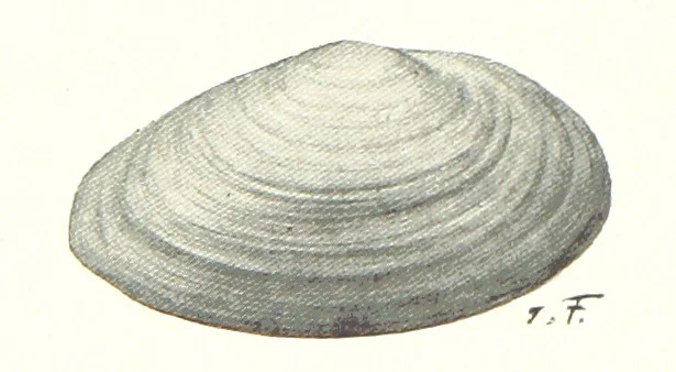 An illustration from Schleswig-Holstein meerumschlungen in Wort und Bild ... Herausgegeben von H. Haas, H. Krumm und F. Stoltenberg, etc, 1896, leaf 58
