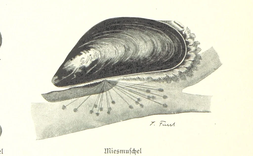 An illustration from Schleswig-Holstein meerumschlungen in Wort und Bild ... Herausgegeben von H. Haas, H. Krumm und F. Stoltenberg, etc, 1896, leaf 58