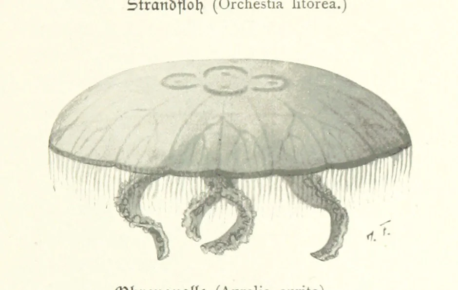 An illustration from Schleswig-Holstein meerumschlungen in Wort und Bild ... Herausgegeben von H. Haas, H. Krumm und F. Stoltenberg, etc, 1896, leaf 59