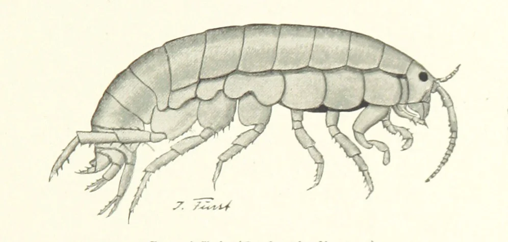 An illustration from Schleswig-Holstein meerumschlungen in Wort und Bild ... Herausgegeben von H. Haas, H. Krumm und F. Stoltenberg, etc, 1896, leaf 59
