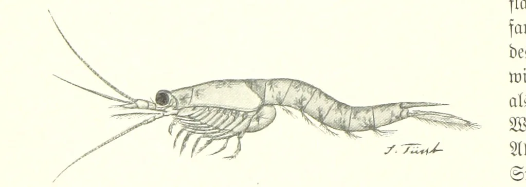 An illustration from Schleswig-Holstein meerumschlungen in Wort und Bild ... Herausgegeben von H. Haas, H. Krumm und F. Stoltenberg, etc, 1896, leaf 60