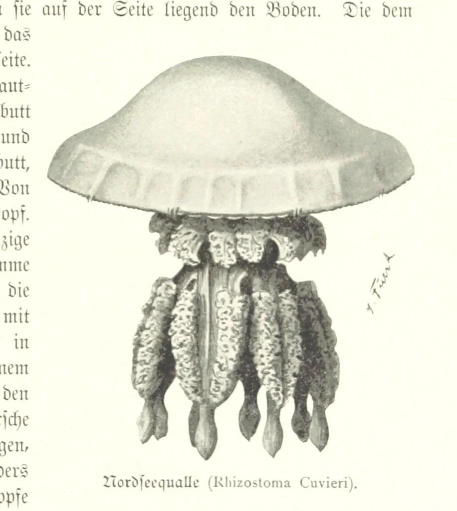An illustration from Schleswig-Holstein meerumschlungen in Wort und Bild ... Herausgegeben von H. Haas, H. Krumm und F. Stoltenberg, etc, 1896, leaf 61