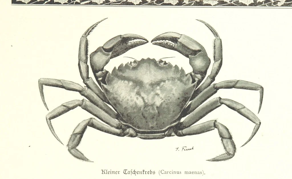 An illustration from Schleswig-Holstein meerumschlungen in Wort und Bild ... Herausgegeben von H. Haas, H. Krumm und F. Stoltenberg, etc, 1896, leaf 61