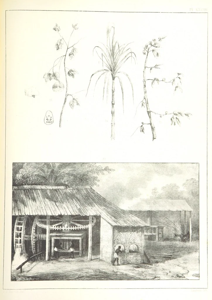 An illustration from Kolonisatie van Europeanen te Suriname. Opheffing van het pauperisme, ontwikkeling van handel en industrie, met ongeveer 90 platen, 1872, leaf 211