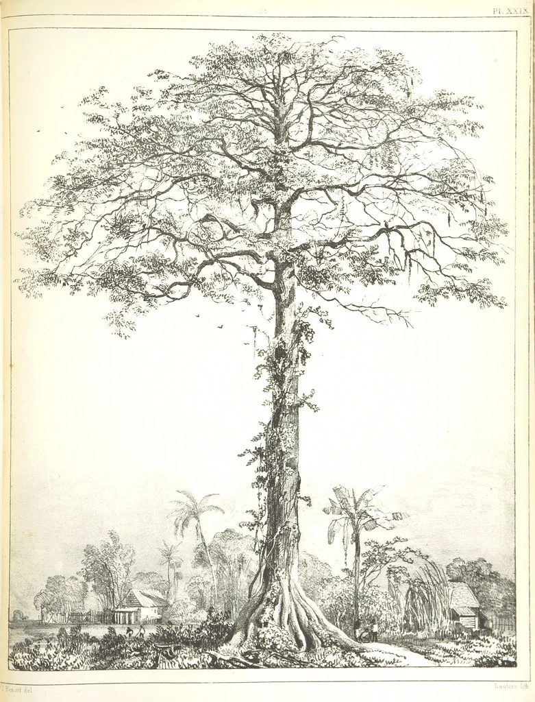 An illustration from Kolonisatie van Europeanen te Suriname. Opheffing van het pauperisme, ontwikkeling van handel en industrie, met ongeveer 90 platen, 1872, leaf 213