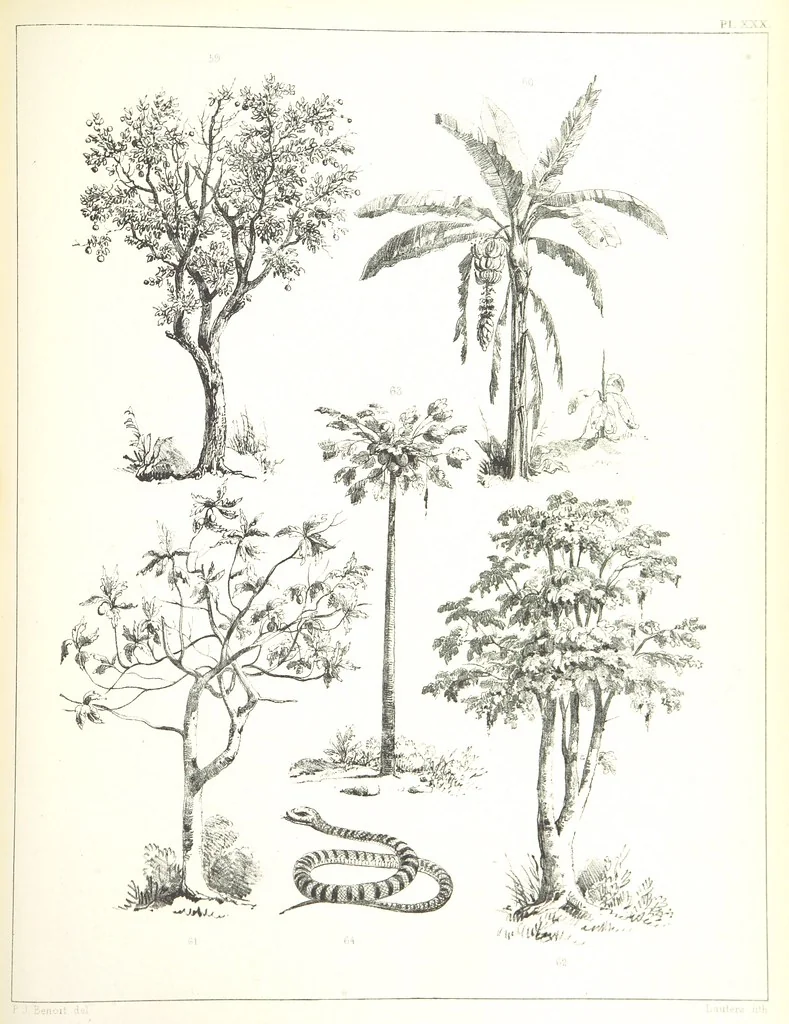 An illustration from Kolonisatie van Europeanen te Suriname. Opheffing van het pauperisme, ontwikkeling van handel en industrie, met ongeveer 90 platen, 1872, leaf 215