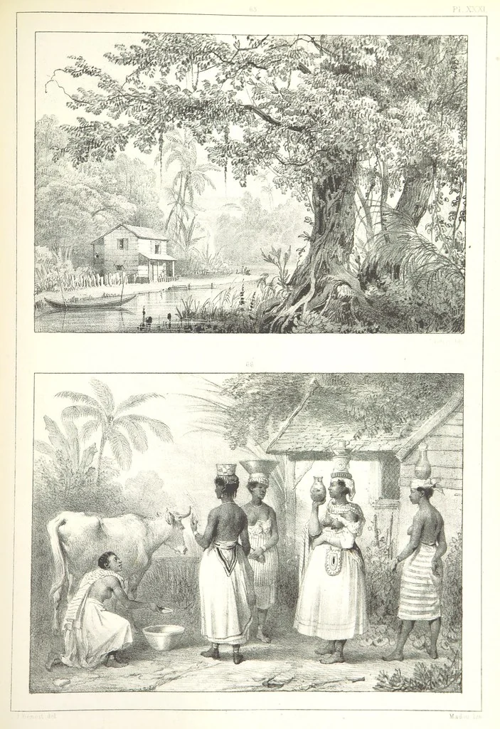 An illustration from Kolonisatie van Europeanen te Suriname. Opheffing van het pauperisme, ontwikkeling van handel en industrie, met ongeveer 90 platen, 1872, leaf 217