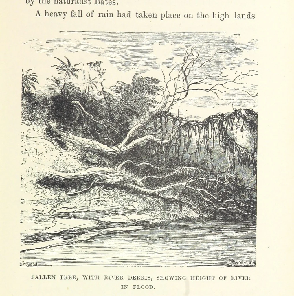An illustration from The Half Hour Library of Travel, Nature and Science for young readers, 1896, leaf 105