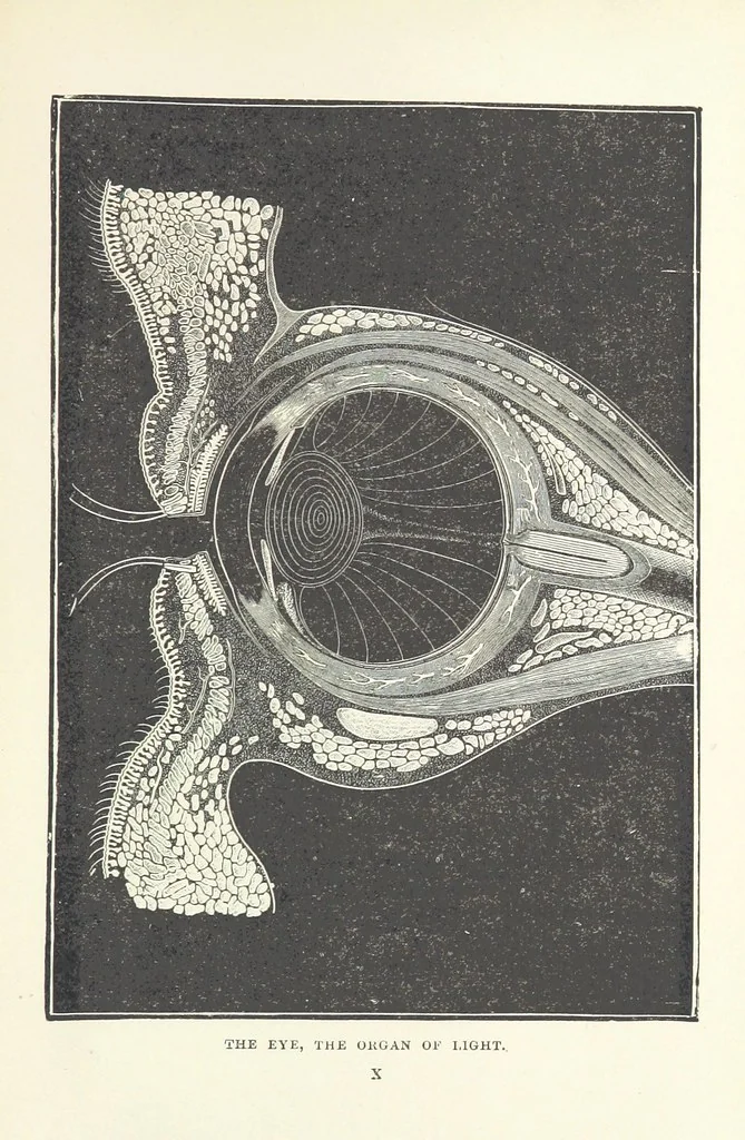 An illustration from The Half Hour Library of Travel, Nature and Science for young readers, 1896, leaf 321