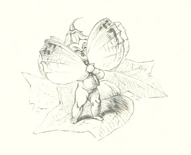 An illustration from Midsummer Eve: a fairy tale of love, 1848, leaf 132