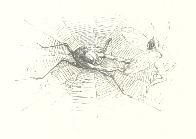 An illustration from Midsummer Eve: a fairy tale of love, 1848, leaf 74