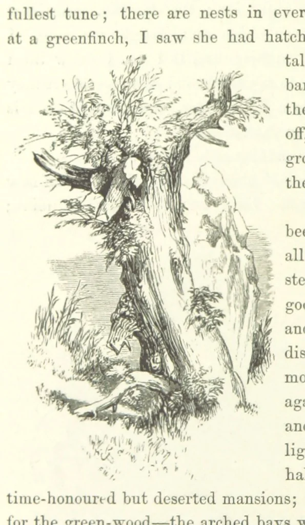 An illustration from Midsummer Eve: a fairy tale of love, 1870, leaf 186