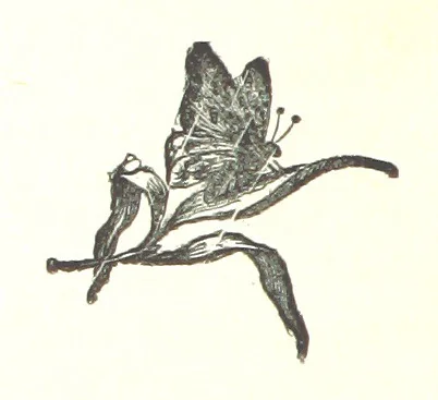 An illustration from Barbara Leybourne; a story of eighty years ago, 1889, leaf 216
