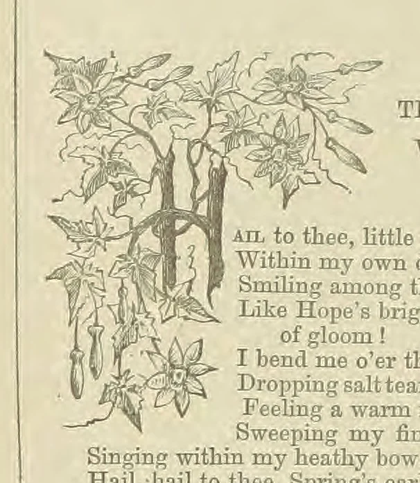 An illustration from Wayside Pictures, Hymns, and Poems ... With a portrait of the author, 1874, leaf 178