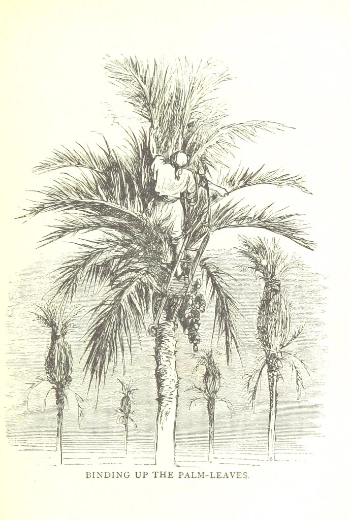 An illustration from Spain. (Sketch of the 'History of Spain') ... Illustrations, 1881, leaf 265