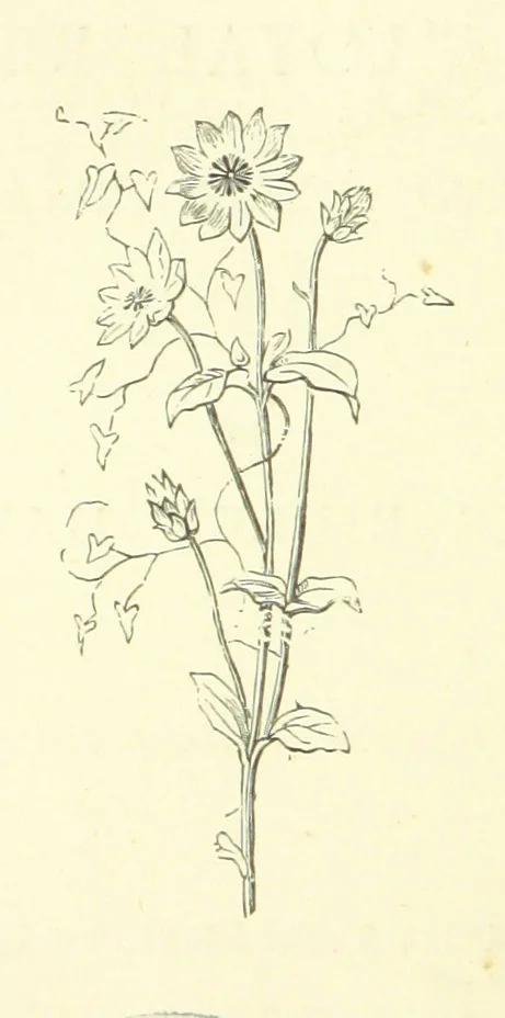 An illustration from Life Chords: comprising “Zenith,” “Loyal Responses,” and other poems. ... With ... illustrations by the Baroness H. von Cramm. [Edited by M. V. G. H., i.e. Maria V. G. Havergal, 1880, leaf 10