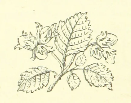 An illustration from Life Chords: comprising “Zenith,” “Loyal Responses,” and other poems. ... With ... illustrations by the Baroness H. von Cramm. [Edited by M. V. G. H., i.e. Maria V. G. Havergal, 1880, leaf 22
