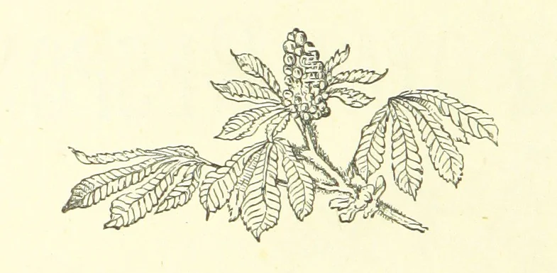 An illustration from Life Chords: comprising “Zenith,” “Loyal Responses,” and other poems. ... With ... illustrations by the Baroness H. von Cramm. [Edited by M. V. G. H., i.e. Maria V. G. Havergal, 1880, leaf 240