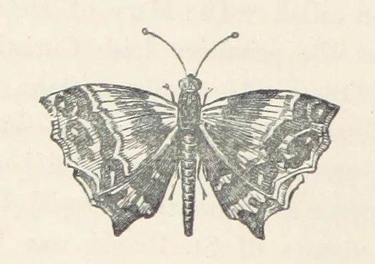 An illustration from The History of Ireland, ancient and modern. Derived from our native annals, from the most recent researches of eminent Irish Scholars. ... With copious topographical and general notes, 1860, leaf 100