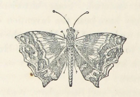 An illustration from The History of Ireland, ancient and modern. Derived from our native annals, from the most recent researches of eminent Irish Scholars. ... With copious topographical and general notes, 1860, leaf 214