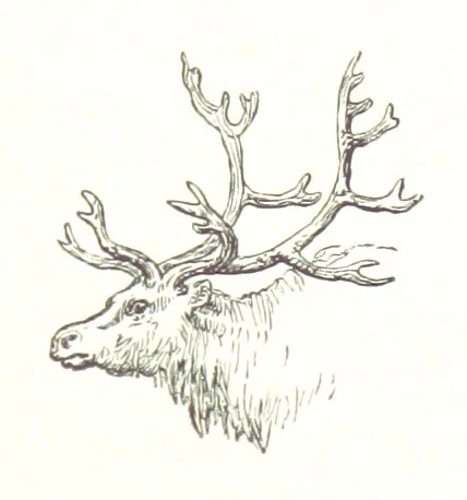 An illustration from La Mer Libre du Pole ... Traduit de l'Anglais et accompagné de notes ... par F. de Lanoye. Ouvrage illustré de 70 gravures, etc, 1868, leaf 123