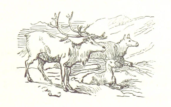 An illustration from La Mer Libre du Pole ... Traduit de l'Anglais et accompagné de notes ... par F. de Lanoye. Ouvrage illustré de 70 gravures, etc, 1868, leaf 201