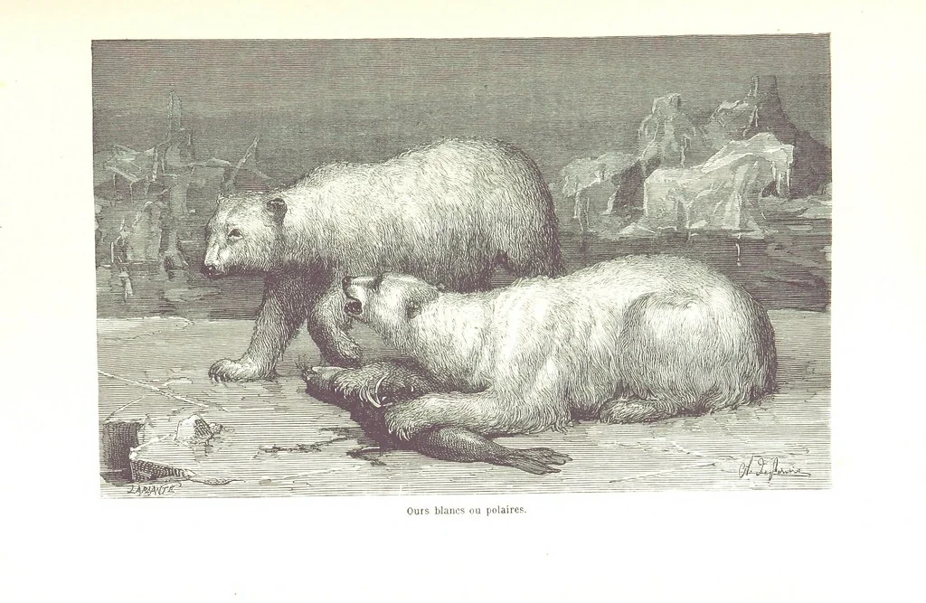 An illustration from La Mer Libre du Pole ... Traduit de l'Anglais et accompagné de notes ... par F. de Lanoye. Ouvrage illustré de 70 gravures, etc, 1868, leaf 205