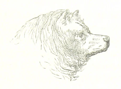 An illustration from La Mer Libre du Pole ... Traduit de l'Anglais et accompagné de notes ... par F. de Lanoye. Ouvrage illustré de 70 gravures, etc, 1868, leaf 237