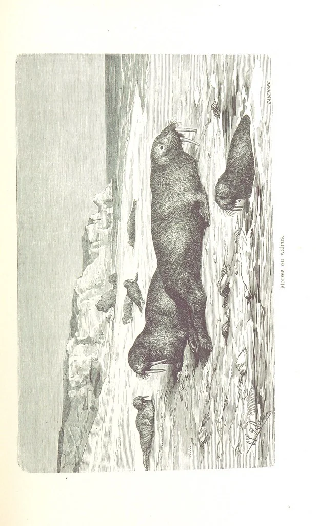 An illustration from La Mer Libre du Pole ... Traduit de l'Anglais et accompagné de notes ... par F. de Lanoye. Ouvrage illustré de 70 gravures, etc, 1868, leaf 279