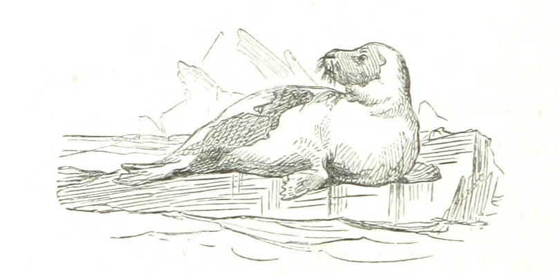 An illustration from La Mer Libre du Pole ... Traduit de l'Anglais et accompagné de notes ... par F. de Lanoye. Ouvrage illustré de 70 gravures, etc, 1868, leaf 282